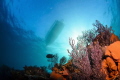   This view coral reef Cabo Pulmo National Park one most successful marine reserves world. Cousteau once called aquarium world world". world"  